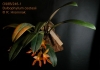 Bulbophyllum cootesii  (07)